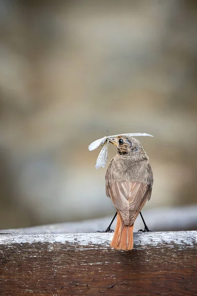 Černý Restart Samice Ptáka Hmyzem Zobáku Phoenicurus Ochruros — Stock fotografie