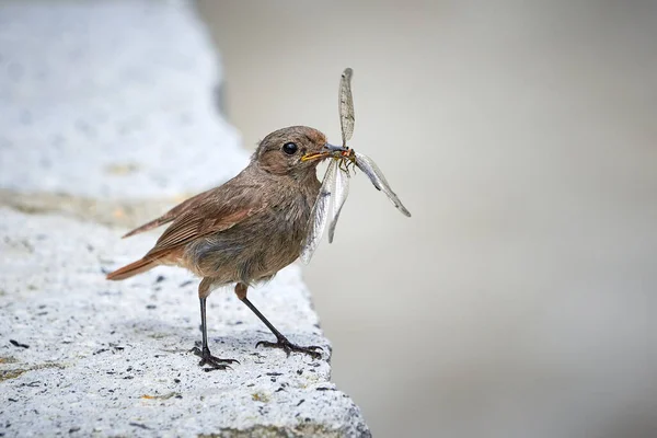 Černý Restart Samice Ptáka Hmyzem Zobáku Phoenicurus Ochruros — Stock fotografie