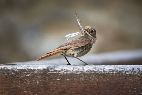 Černý Restart Samice Ptáka Hmyzem Zobáku Phoenicurus Ochruros — Stock fotografie