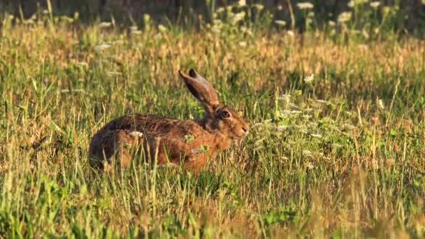 Hare Comer Grama Lepus Europaeus — Vídeo de Stock