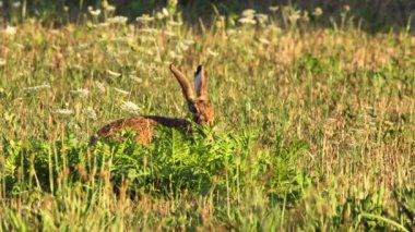 Tavşan yiyen ot (Lepus europaeus)