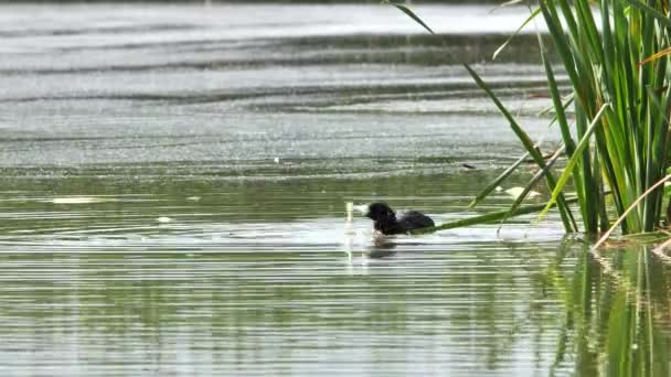 Folaga Eurasiatica Fulica Atra Che Mangia Vegetazione — Video Stock