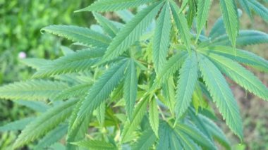 Esrar bitkisinin yakın çekimi, marihuana çalısı