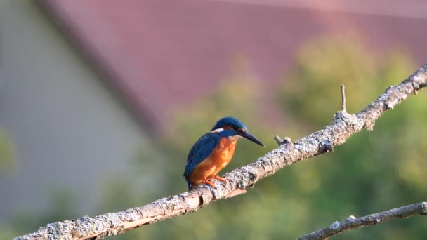 Közös Kingfisher Vagy Eurázsiai Kingfisher Egy Ágon Alcedo Ezen — Stock videók