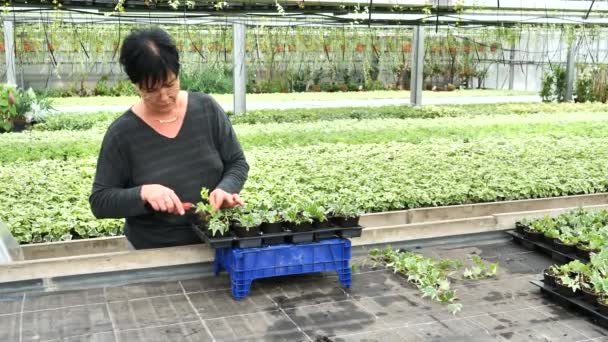 温室にアイビーを植える女性 一般的なツタの葉 ヘデラヘリックス — ストック動画