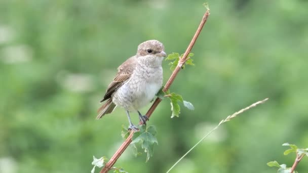 Rotrückenwürgerweibchen Lanius Collurio Sitzt Auf Einem Ast — Stockvideo