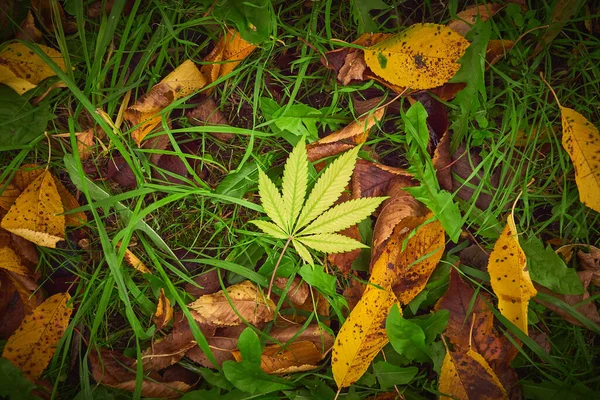 Gele Bladeren Het Najaar Wiet Blad Het Gras Marihuana — Stockfoto