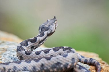 Burunlu Viper erkeği saldırmaya hazırlanıyor (Vipera ammoditleri)
