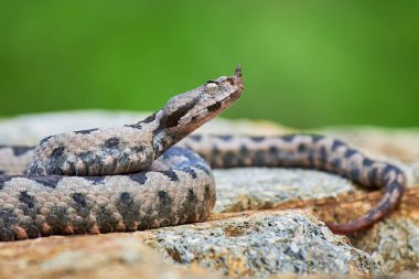 Burunlu Viper erkeği saldırmaya hazırlanıyor (Vipera ammoditleri)