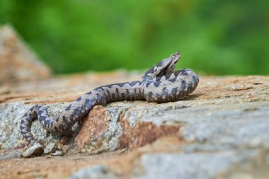 Burunlu Viper erkeği saldırmaya hazırlanıyor (Vipera ammoditleri)