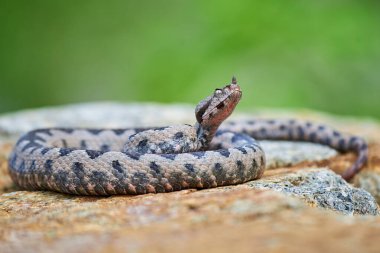 Burunlu Viper erkeği saldırmaya hazırlanıyor (Vipera ammoditleri)
