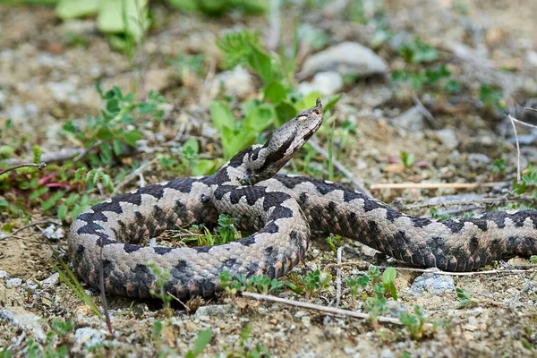 Nose Horned Viper Laki Laki Bersiap Untuk Menyerang Vipera Ammodytes Stok Foto