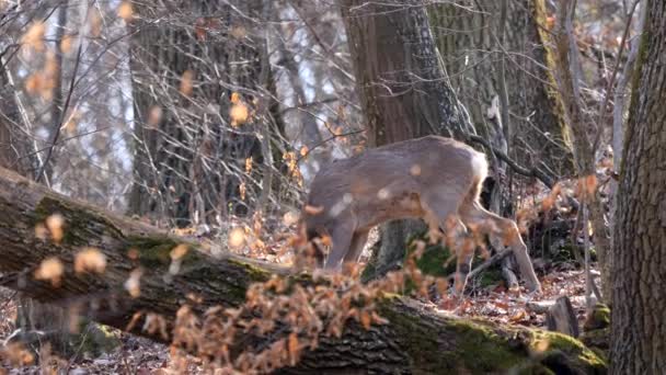 Cervo Roe Macho Floresta Capreolus Capreolus Ovelhas Europeias — Vídeo de Stock