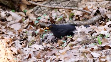 Karatavuk yiyen böcekler (Turdus merula)