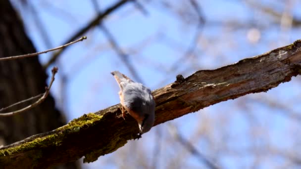 Евразийская Птица Орех Оплодотворяющая Перья Питающаяся Насекомыми Дереве Sitta Europaea — стоковое видео