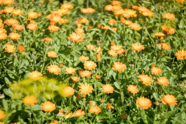 Bahçede kırmızı takvim çiçek açar. kadife çiçeği alanı