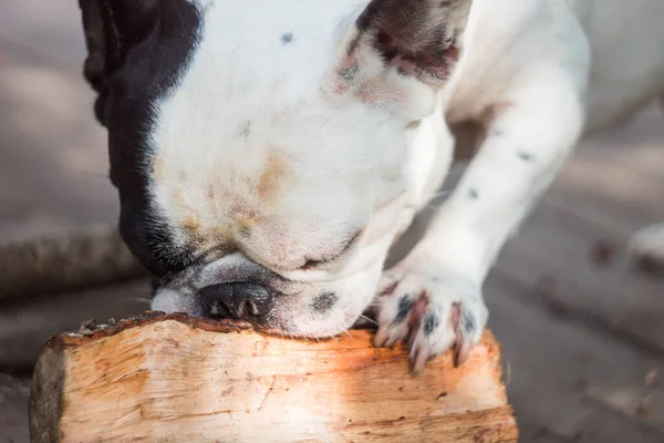 フランスのブルドッグは自然に丸太と遊ぶ。黒と白の犬。遊び心のある犬 — ストック写真