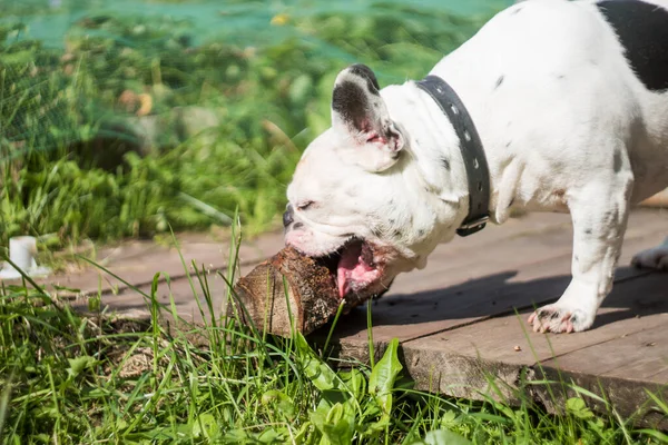 フランスのブルドッグは自然に丸太と遊ぶ。黒と白の犬。遊び心のある犬 — ストック写真