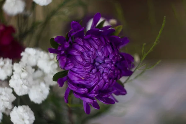 purple asters in the garden. large lush purple flowers. High quality photo