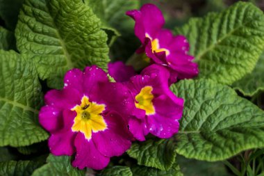 Safra merkezli Burgundy Primrose çiçekleri. alçak çiçekler. Üç çiçek. Yüksek kalite fotoğraf