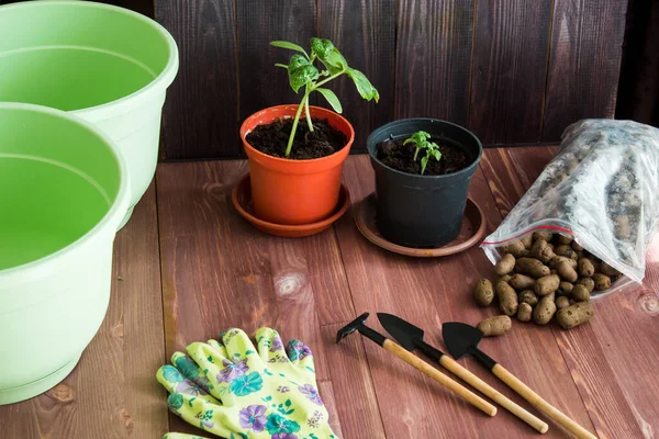 home gardening, home growing. Pots, gloves, tools on a wooden background. seedlings. High quality photo