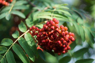 Rowan Yaprakları 'nın arka planında Rowan çilekleri olan dallar.