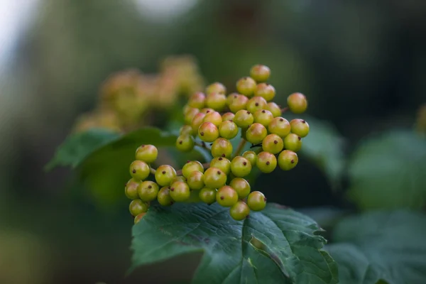 Baies de viorne vert ont commencé à rougir dans le jardin — Photo