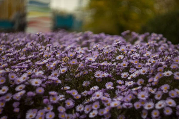 Champ de fleurs violettes, belles fleurs bokeh — Photo
