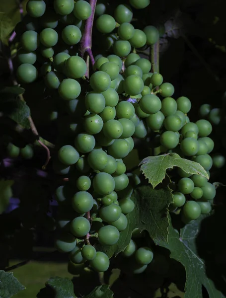 Trauben Die Grün Sind Und Der Weinrebe North Carolina Reifen — Stockfoto