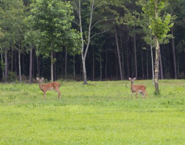 Kuzey Carolina'da bir alanda küçük boynuzları büyüyen whitetail geyik