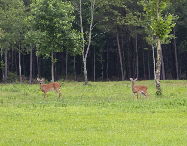 Veado Whitetail Crescendo Pequenos Chifres Campo Carolina Norte — Fotografia de Stock