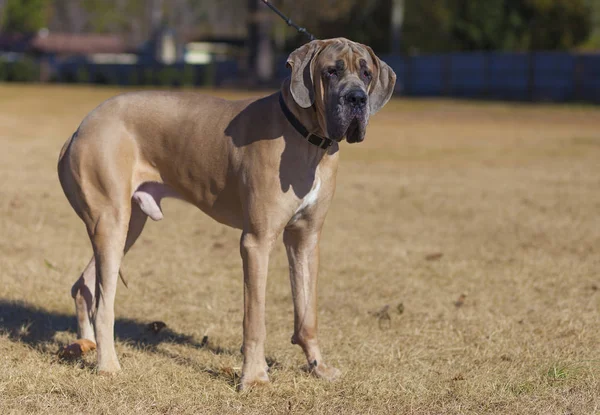 Rasechte Tan Gekleurd Great Dane Mannelijke Een Gras Veld — Stockfoto