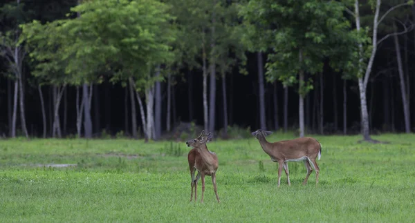 ノースカロライナ州の森で見返しのフィールドに鹿 — ストック写真