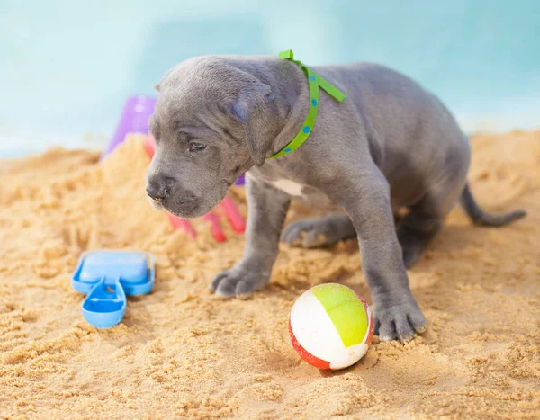 Duitse Dog Pup Met Zijn Kop Laag Opknoping Het Zand — Stockfoto