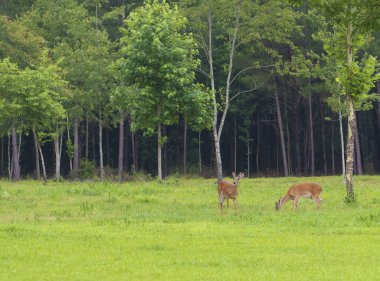 Çimenli Kuzey Carolina alana yeme yaşındaki whitetail geyik dolar çifti