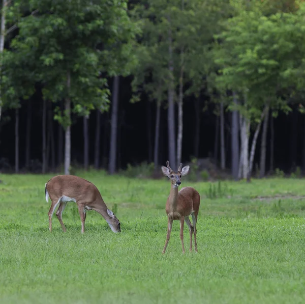 Whitetail Buck Carolina Norte Ver Coisas Enquanto Uma Corça Come — Fotografia de Stock