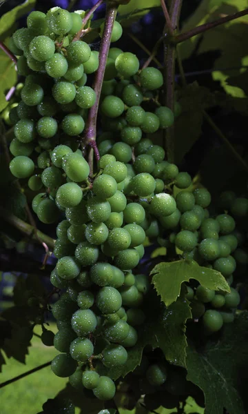 Grapes Ripening Vine Rain North Carolina — Stock Photo, Image