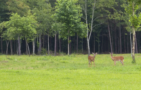 Dois Cervos Machos Cauda Branca Carolina Norte Com Chifres Começando — Fotografia de Stock