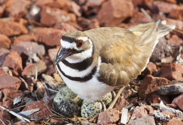 Kildeer Buzlu Dört Yumurta Ile Bir Nest — Stok fotoğraf