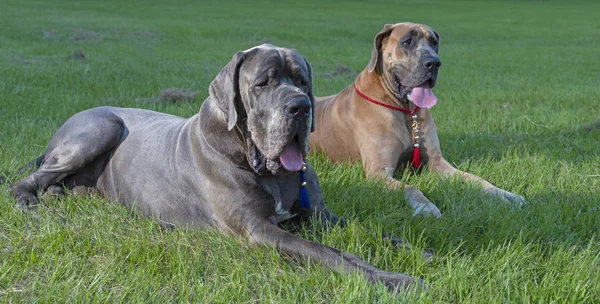 Two Great Dane Purebreds Resting Green Grass — Stock Photo, Image
