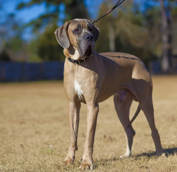 Beige Rasechte Great Dane Poseren Een Gras Veld — Stockfoto