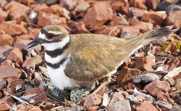 Vahşi Kildeer Ayakta Kayalık Bir Yuva Üzerinde Yumurta Üzerinde — Stok fotoğraf