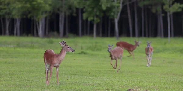 잡으려고 무리의 나머지 부분에 Whitetail — 스톡 사진