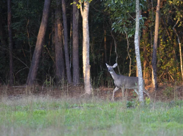 Whitetail Doe Siendo Cauteloso Saliendo Del Bosque Carolina Del Norte — Foto de Stock
