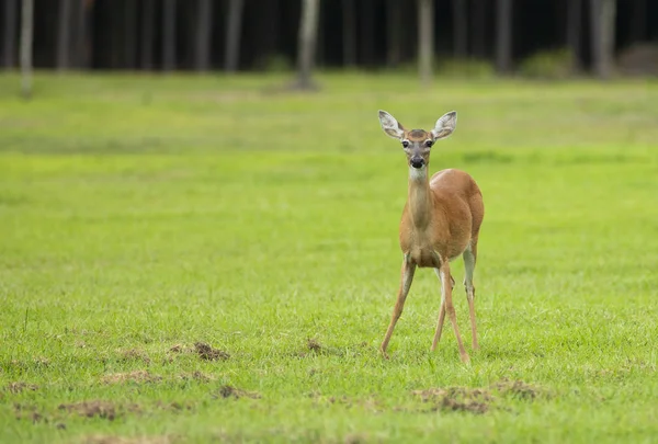 Whitetail Deer Doe Alone Field North Carolina — Stock Photo, Image