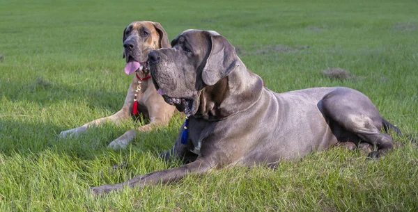 Great Dane Purebeds Die Het Gras Leggen — Stockfoto