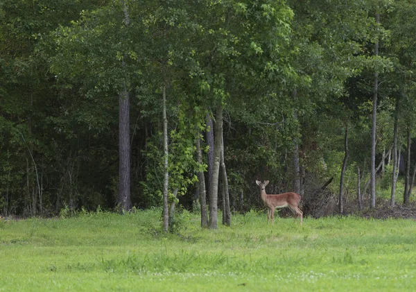 Young Whitetail Buck Looking Directly Camera Trees — Stock Photo, Image