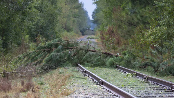 ハリケーン フィレンツェ後ノースカロライナの鉄道ラインの向こう側の木 — ストック写真