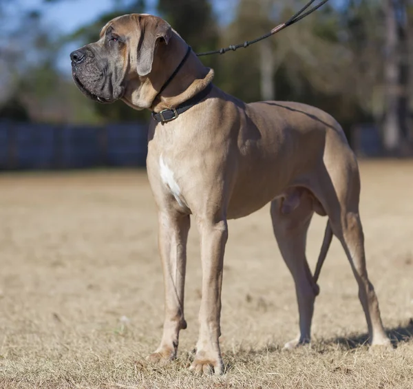 Brown Puro Sangue Great Dane Campo Assistindo Algo — Fotografia de Stock