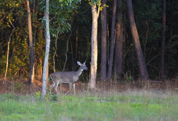 Doe Whitetail Wychodzi Lasu Zachodzie Słońca Północnej Karolinie — Zdjęcie stockowe